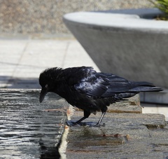Corvus coronoides