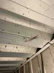 Archimantis quinquelobata