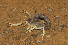 Parabuthus schlechteri