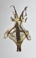 Hylaeus gibbus
