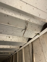 Archimantis quinquelobata