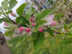 Malus domestica