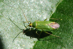 Orthotylus flavinervis