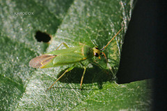 Orthotylus flavinervis