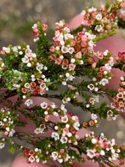 Micromyrtus sessilis