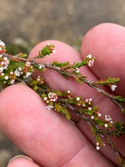 Micromyrtus sessilis