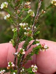 Micromyrtus sessilis
