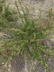 Micromyrtus sessilis