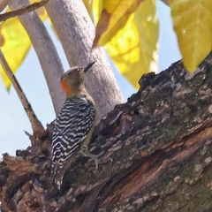 Melanerpes rubricapillus