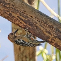 Melanerpes rubricapillus