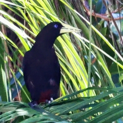 Psarocolius decumanus