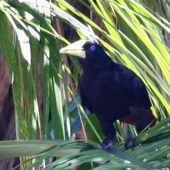 Psarocolius decumanus