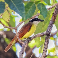 Pitangus sulphuratus