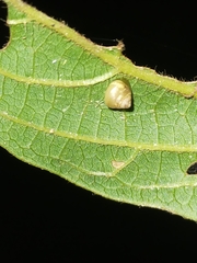 Coneuplecta calculosa