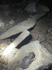 Litoria rubella