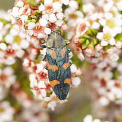 Castiarina helmsi