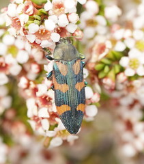 Castiarina helmsi