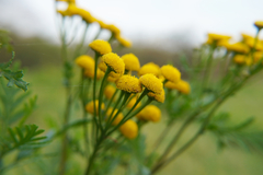 Tanacetum vulgare