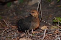 Alectura lathami lathami