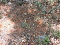 Astragalus incanus nummularioides