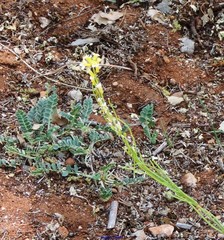 Astragalus incanus nummularioides