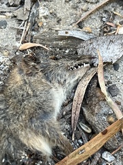 Antechinus flavipes leucogaster