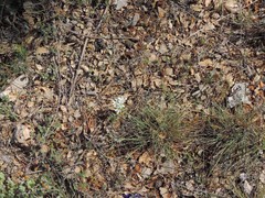 Ornithogalum baeticum