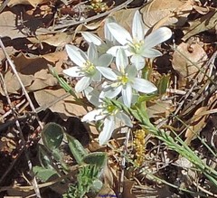 Ornithogalum baeticum