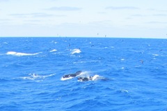 Globicephala