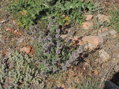 Marrubium supinum