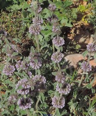 Marrubium supinum