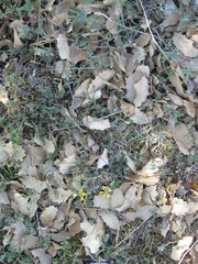 Coronilla scorpioides