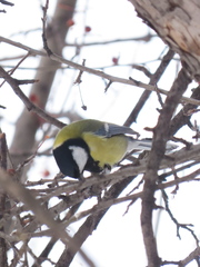 Parus major