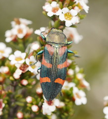 Castiarina helmsi