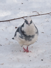 Columba livia domestica