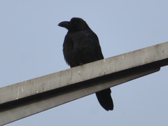Corvus macrorhynchos