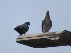 Columba livia domestica