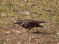 Turdus eunomus