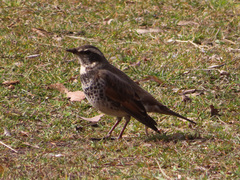 Turdus eunomus