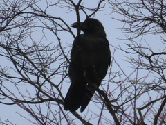 Corvus macrorhynchos