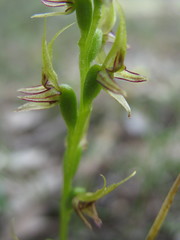 Prasophyllum gracile