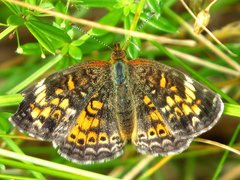 Phyciodes tharos image