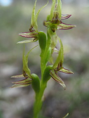 Prasophyllum gracile