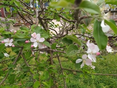 Malus domestica