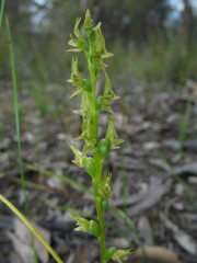 Prasophyllum gracile