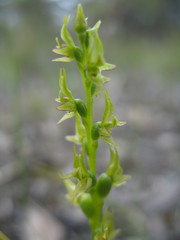 Prasophyllum gracile
