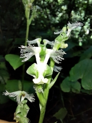 Huttonaea pulchra