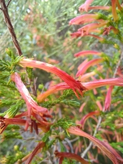Erica curviflora
