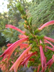 Erica curviflora