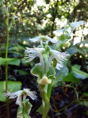 Huttonaea pulchra